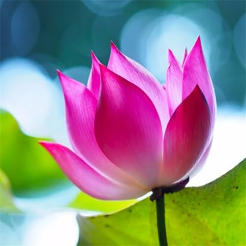 Puzzles 70 Teile, Puzzle Für Erwachsene, 16x16 cm Puzzle Lernspiel Herausforderung Spielzeug 70 Teile Lotosblume Puzzles für Erwachsene von Yoonqun