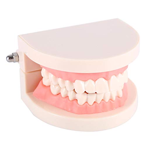 Yosoo 1pc PVC Zahnpflege Modell Zahnarzt Adult Teeth Standard Lehrmodell … von Yosoo