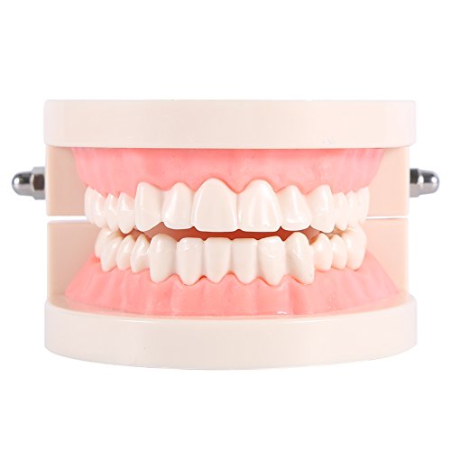 Yosoo 1pc PVC Zahnpflege Modell Zahnarzt Adult Teeth Standard Lehrmodell … Yosoo 1pc PVC Zahnpflege Modell Zahnarzt Adult Teeth Standard Lehrmodell … von Yosoo