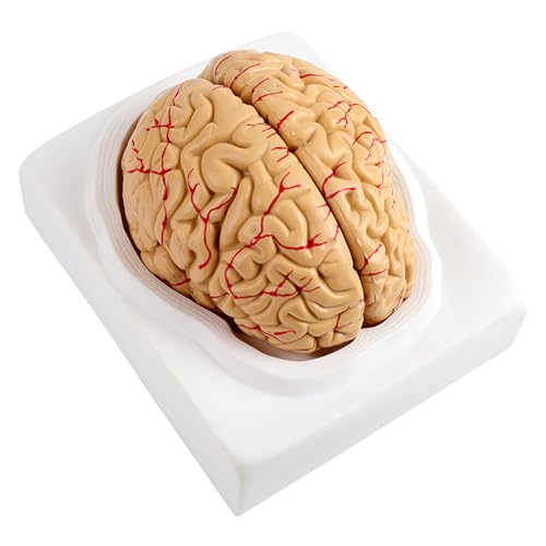 Zaweliyo Anatomischer Gehirnarterien Modell, Human Set Supply School Scientific, Zum Unterrichten und Studieren von Ärzten oder Anderen Medizinischen Fachkräften von ZAWELIYO