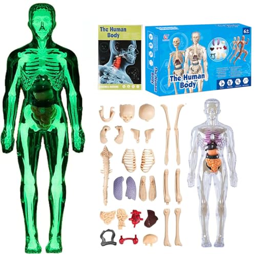 ZEID Organizeh/Steadilyincrese 29 Piece Anatomy Figure 3D Anatomy Kit, Clear Human Body Structure Model, DIY Assembled Human Torso Organ Model, Removable Organs Bones Assembly Model (Fluorescent) von ZEID
