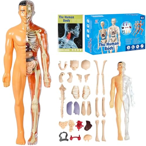 ZEID Organizeh/Steadilyincrese 29 Piece Anatomy Figure 3D Anatomy Kit, Clear Human Body Structure Model, DIY Assembled Human Torso Organ Model, Removable Organs Bones Assembly Model (Translucent) von ZEID