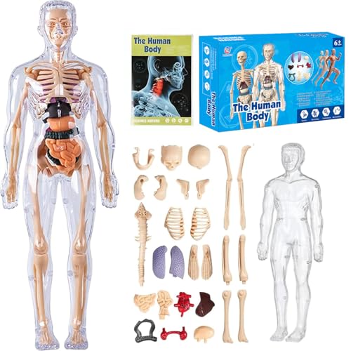 ZEID Organizeh/Steadilyincrese 29 Piece Anatomy Figure 3D Anatomy Kit, Clear Human Body Structure Model, DIY Assembled Human Torso Organ Model, Removable Organs Bones Assembly Model (Transparent) von ZEID