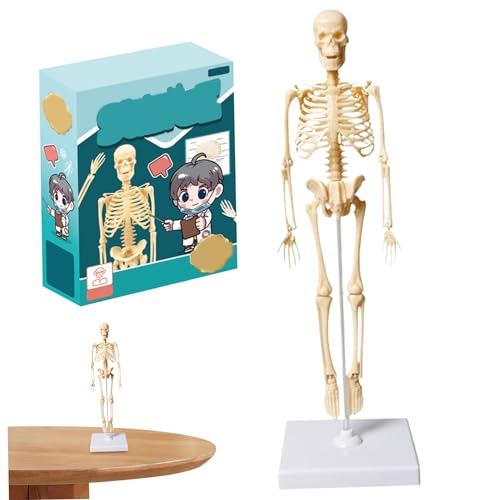 ZHOUBINGBING Kleines menschliches Skelettmodell menschliches Körpermodell von 13,78 Zoll hochbasierter Demonstration im Klassenzimmer anatomische Bildungsspielzeuge von ZHOUBINGBING