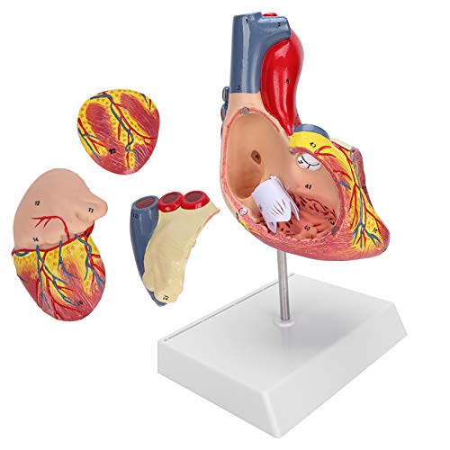 Herzmodell, 2X Lebensgröße Herzmodell Menschliches Herzlehrmodell Herzmodell Anatomie Menschliche Anatomie Simulation Herzorganmodell von ZJchao