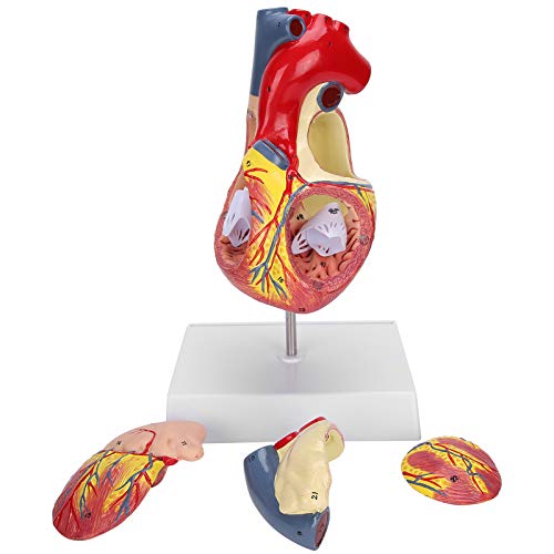 Herzmodell, Menschliche Anatomie 2X Lebensgröße Herzmodell Menschliches Herzlehrmodell Simulation Herzorganmodell von ZJchao