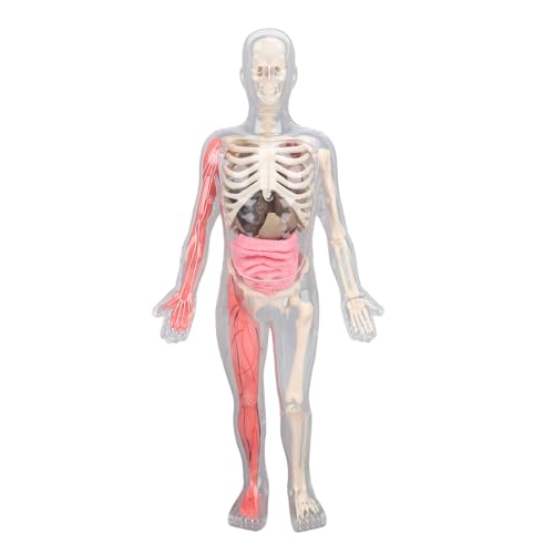 ZJchao Menschlicher Körper Im Dunklen Anatomie -Wissenschafts -Kit für Studenten Untersuchen Organe Knochen ZJchao Menschlicher Körper Im Dunklen Anatomie -Wissenschafts -Kit für Studenten Untersuchen Organe Knochen von ZJchao
