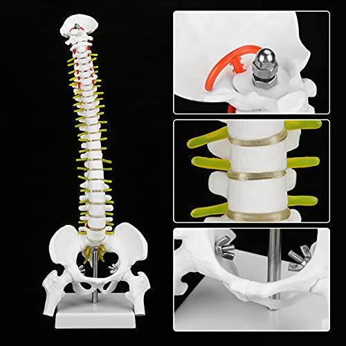ZJchao Wirbelsäulenmodell, 38 cm Abnehmbare Flexible Menschliche Wirbelsäulenmodell Menschliches Wirbelsäulenmodelle für Anatomie für die Skelettanatomie -Studie Unterricht ZJchao Wirbelsäulenmodell, 38 cm Abnehmbare Flexible Menschliche Wirbelsäulenmodell Menschliches Wirbelsäulenmodelle für Anatomie für die Skelettanatomie -Studie Unterricht von ZJchao