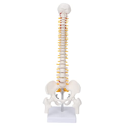 ZJchao Wirbelsäulenmodell, Wirbelsäulenmodell mit Base Human für Anatomie für den Unterricht des Naturwissenschaftlichen Klassenzimmers ZJchao Wirbelsäulenmodell, Wirbelsäulenmodell mit Base Human für Anatomie für den Unterricht des Naturwissenschaftlichen Klassenzimmers von ZJchao