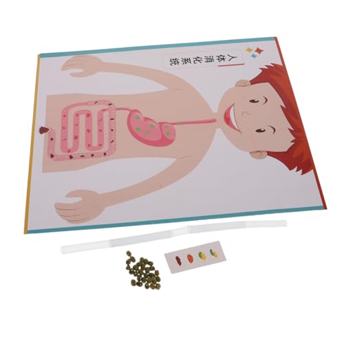 ZUNOXAZ 4 Sätze DIY Digestive System Modell für Realistisches Wissenschaftsexperiment Lernspielzeug für Schule und Frühförderung Interaktives Bastelset zur Kreativer und Biologischer ZUNOXAZ 4 Sätze DIY Digestive System Modell für Realistisches Wissenschaftsexperiment Lernspielzeug für Schule und Frühförderung Interaktives Bastelset zur Kreativer und Biologischer von ZUNOXAZ