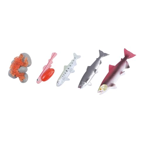 ZUNOXAZ 4 Stück Teiliges Lernspielzeug Lachs Lebenszyklus Modell Kinderkognitives Fischfiguren Set Pädagogisches für Frühe Bildung Realistische Details Farblich Sortiert Zufällige Farbe ZUNOXAZ 4 Stück Teiliges Lernspielzeug Lachs Lebenszyklus Modell Kinderkognitives Fischfiguren Set Pädagogisches für Frühe Bildung Realistische Details Farblich Sortiert Zufällige Farbe von ZUNOXAZ