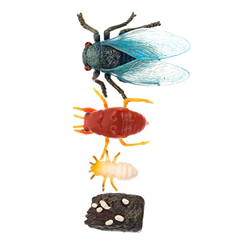 ZUNOXAZ Cicada Wachstumszyklus Modellset Realistisches Lernspielzeug für Deko Element für Kreative Bildung und Naturwissenschaftserfahrung Geeignet für Geburtstagsgeschenke und von ZUNOXAZ