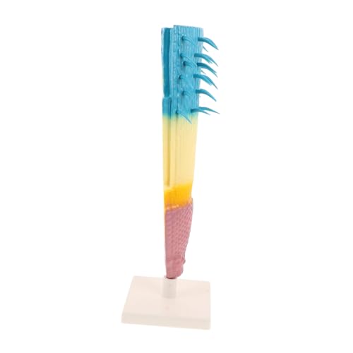 ZUNOXAZ Corn Root Structure Model Pflanzenanatomie Langlebiges Pflanzenmodell für Biologieunterricht Laborunterricht Wissenschaftliche Experimente Lehrmittel Kompakt Robust Leicht von ZUNOXAZ