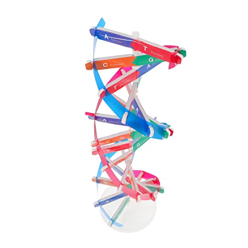 ZUNOXAZ DNA Modellbausatz Für Interaktive Unterrichtshilfe Zur DNA Doppelhelix Wissenschaftliches Für Experimente Fördert Konzentration Und Lernen von ZUNOXAZ