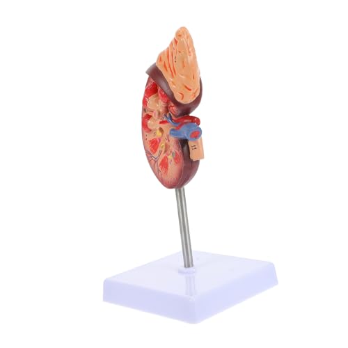 ZUNOXAZ Lebensgroßes Nierenmodell aus Anatomisches Lehrmittel Teilig und Abnehmbar für Medizinische Ausbildung und Studien Detailreiche Darstellung der Inneren Strukturen ZUNOXAZ Lebensgroßes Nierenmodell aus Anatomisches Lehrmittel Teilig und Abnehmbar für Medizinische Ausbildung und Studien Detailreiche Darstellung der Inneren Strukturen von ZUNOXAZ
