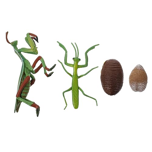 ZUNOXAZ Lebenszyklus Figur Gottesanbeterin Realistisch Detailliert Pädagogisches Lernspielzeug Frühe Bildung für Interaktive Wachstumszyklus Modelle ZUNOXAZ Lebenszyklus Figur Gottesanbeterin Realistisch Detailliert Pädagogisches Lernspielzeug Frühe Bildung für Interaktive Wachstumszyklus Modelle von ZUNOXAZ