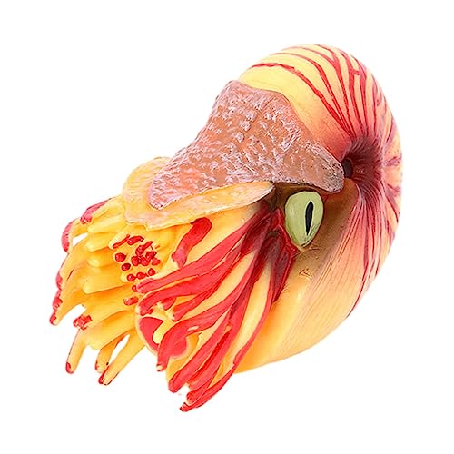 ZUNOXAZ Nautilus Modell aus Plastik Realistisches Meeresbewohner für Aquarien und Lernspielzeug für Kreativität und Umweltbewusstsein Lebendige Farben und Interessante Formen von ZUNOXAZ