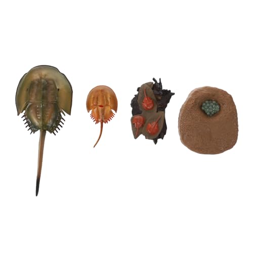 ZUNOXAZ Realistisches Horseshoe Crab Wachstumszyklus Modell Teiliges Kreatives Tierfiguren für Fördert Naturbezogene Lebenszykluserkennung und Frühe Bildung von ZUNOXAZ