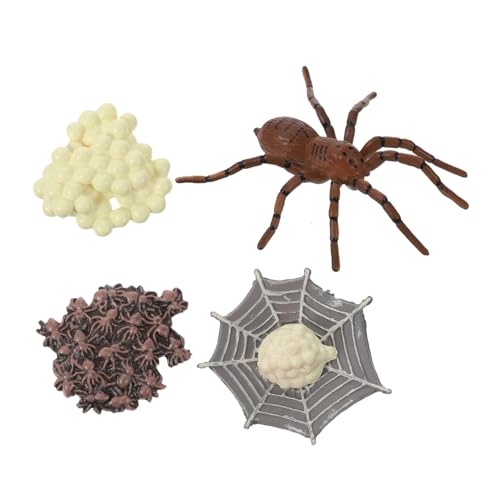 ZUNOXAZ Realistisches Spider Growth Model Lernspielzeug für Detailreiches Display Modell aus Sicherem Pädagogisches Arthropod Lebenszyklus für Vorschule und Naturwissenschaft von ZUNOXAZ