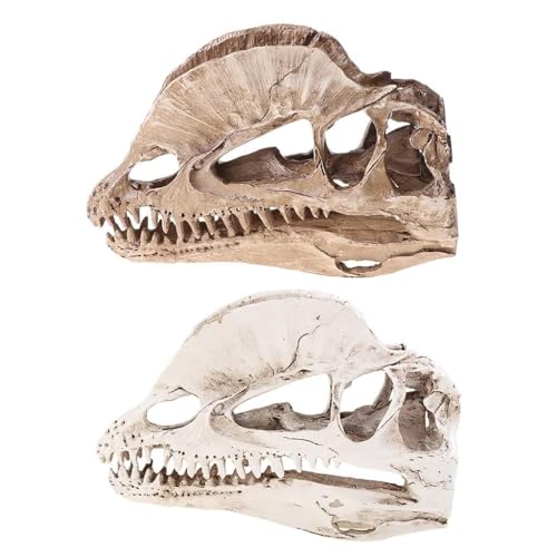 ZWTPGKRD Dilophosaurus Dinosaurier Schädel Harz für Skelett Lehrmodell ZWTPGKRD Dilophosaurus Dinosaurier Schädel Harz für Skelett Lehrmodell von ZWTPGKRD