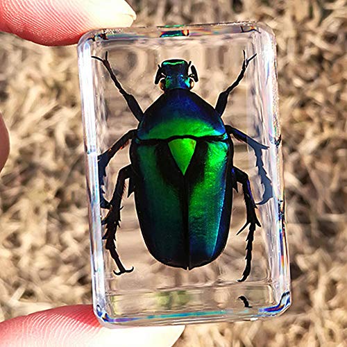 Earnmore Insektenharz,Echtes Insekt Briefbeschwerer Präparation Präparat,Unterrichtender Beobachtungsspielzeug Skorpionsspinnenkäfer des transparenten Harzes kreativen kleinen Dekorationskindergartens Earnmore Insektenharz,Echtes Insekt Briefbeschwerer Präparation Präparat,Unterrichtender Beobachtungsspielzeug Skorpionsspinnenkäfer des transparenten Harzes kreativen kleinen Dekorationskindergartens von Earnmore