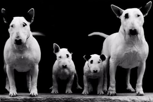 Bull Terrier Dog Painting - 1000 Stück Puzzle,Für Lernspielzeug Für Erwachsene Und Familien - Art Puzzles - Home Wand Dekoration Gifts - Pk76Zw Bull Terrier Dog Painting - 1000 Stück Puzzle,Für Lernspielzeug Für Erwachsene Und Familien - Art Puzzles - Home Wand Dekoration Gifts - Pk76Zw von ZYHDK