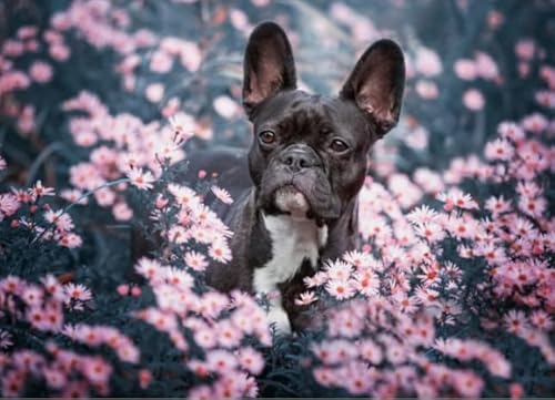 Bulldogs Dogs Posters - Lernspielzeug Für Die Ganze Familie - Spiele Zur Stressreduzierung Für Die Ganze Familie - Puzzle-Herausforderungs Spiel Für Erwachsene Gifts - 1000 Stück Puzzle - Kw148Zk Bulldogs Dogs Posters - Lernspielzeug Für Die Ganze Familie - Spiele Zur Stressreduzierung Für Die Ganze Familie - Puzzle-Herausforderungs Spiel Für Erwachsene Gifts - 1000 Stück Puzzle - Kw148Zk von ZYHDK