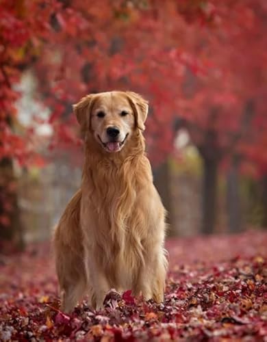 Goldens Retrievers Dog Posters - Wall Art Posters - 1000 Stück - Puzzles for Adults Teenagers - Spiele Zur Stressreduzierung Für Die Ganze Familie Zx145Ap Goldens Retrievers Dog Posters - Wall Art Posters - 1000 Stück - Puzzles for Adults Teenagers - Spiele Zur Stressreduzierung Für Die Ganze Familie Zx145Ap von ZYHDK