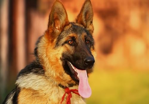 Puzzle 1000 Stück - German Shepherds Oil Painting Dog - Unregelmäßige Rätsel - Memory-Spiels for Adults - Spielzeug Zum Stressabbau Für Die Ganze Familie Gifts Zx257Ap Puzzle 1000 Stück - German Shepherds Oil Painting Dog - Unregelmäßige Rätsel - Memory-Spiels for Adults - Spielzeug Zum Stressabbau Für Die Ganze Familie Gifts Zx257Ap von ZYHDK