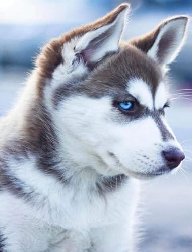 Puzzle 1000 Stück - Huskys Dogs Posters - Irregular Kunst-Puzzle - Lustiges Spielzeug Für Ältere Menschen - Familien-Lernspiel Zum Gedächtnis - Kw224Zk von ZYHDK