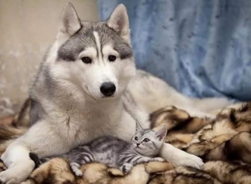Puzzle 1000 Stück - Huskys Dogs Posters - Irregular Kunst-Puzzle - Lustiges Spielzeug Für Ältere Menschen - Familien-Lernspiel Zum Gedächtnis - Kw225Zk Puzzle 1000 Stück - Huskys Dogs Posters - Irregular Kunst-Puzzle - Lustiges Spielzeug Für Ältere Menschen - Familien-Lernspiel Zum Gedächtnis - Kw225Zk von ZYHDK