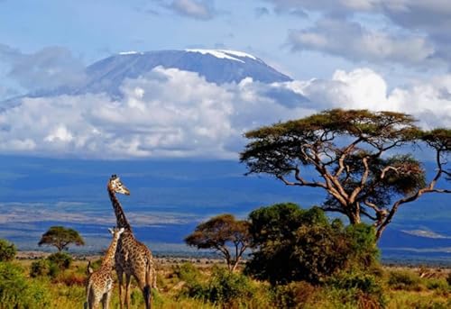Puzzle 1000 Stück - Mounts Kilimanjaros Landscapes Posters - Lernspielzeug Puzzle Für Erwachsene - Gedächtnis- Und Wahrnehmungs Spiele Für Ältere Menschen - Kw05Zk von ZYHDK