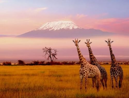 Puzzle 1000 Stück - Mounts Kilimanjaros Landscapes Posters - Lernspielzeug Puzzle Für Erwachsene - Gedächtnis- Und Wahrnehmungs Spiele Für Ältere Menschen - Kw06Zk Puzzle 1000 Stück - Mounts Kilimanjaros Landscapes Posters - Lernspielzeug Puzzle Für Erwachsene - Gedächtnis- Und Wahrnehmungs Spiele Für Ältere Menschen - Kw06Zk von ZYHDK