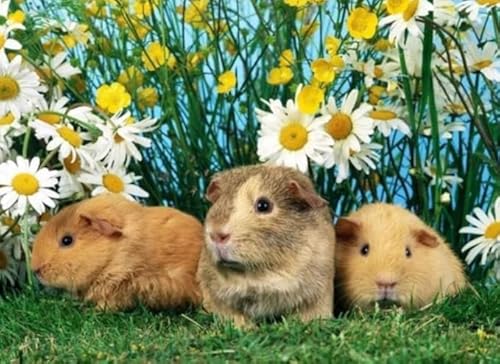 Puzzles 1000 Stück - Cavia Porcellus Posters - Unregelmäßiges Kunst Puzzle - Memory-Spiels for Adults - Spielzeug Zum Stressabbau Für Die Ganze Familie Gifts Zx131Ap Puzzles 1000 Stück - Cavia Porcellus Posters - Unregelmäßiges Kunst Puzzle - Memory-Spiels for Adults - Spielzeug Zum Stressabbau Für Die Ganze Familie Gifts Zx131Ap von ZYHDK