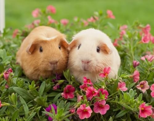 Puzzles 1000 Stück - Cavia Porcellus Posters - Unregelmäßiges Kunst Puzzle - Memory-Spiels for Adults - Spielzeug Zum Stressabbau Für Die Ganze Familie Gifts Zx132Ap Puzzles 1000 Stück - Cavia Porcellus Posters - Unregelmäßiges Kunst Puzzle - Memory-Spiels for Adults - Spielzeug Zum Stressabbau Für Die Ganze Familie Gifts Zx132Ap von ZYHDK