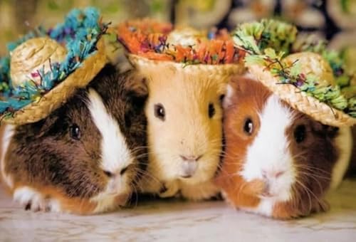 Puzzles 1000 Stück - Cavia Porcellus Posters - Unregelmäßiges Kunst Puzzle - Memory-Spiels for Adults - Spielzeug Zum Stressabbau Für Die Ganze Familie Gifts Zx133Ap von ZYHDK