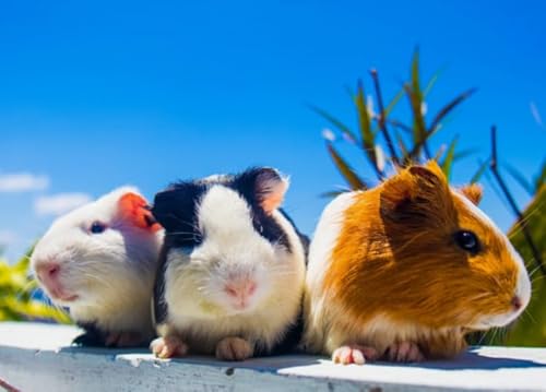 Puzzles 1000 Stück - Cavia Porcellus Posters - Unregelmäßiges Kunst Puzzle - Memory-Spiels for Adults - Spielzeug Zum Stressabbau Für Die Ganze Familie Gifts Zx134Ap Puzzles 1000 Stück - Cavia Porcellus Posters - Unregelmäßiges Kunst Puzzle - Memory-Spiels for Adults - Spielzeug Zum Stressabbau Für Die Ganze Familie Gifts Zx134Ap von ZYHDK