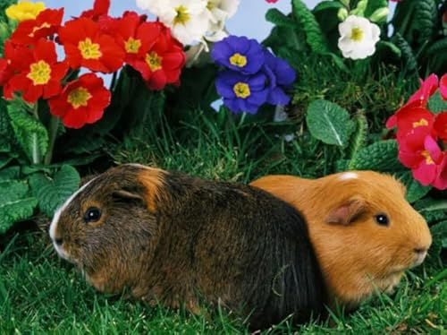 Puzzles 1000 Stück - Cavia Porcellus Posters - Unregelmäßiges Kunst Puzzle - Memory-Spiels for Adults - Spielzeug Zum Stressabbau Für Die Ganze Familie Gifts Zx135Ap Puzzles 1000 Stück - Cavia Porcellus Posters - Unregelmäßiges Kunst Puzzle - Memory-Spiels for Adults - Spielzeug Zum Stressabbau Für Die Ganze Familie Gifts Zx135Ap von ZYHDK