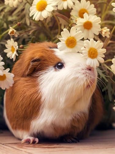 Puzzles 1000 Stück - Cavia Porcellus Posters - Unregelmäßiges Kunst Puzzle - Memory-Spiels for Adults - Spielzeug Zum Stressabbau Für Die Ganze Familie Gifts Zx136Ap von ZYHDK