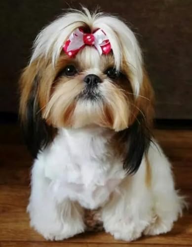 Shihtzu Dogs Posters - 1000 Stück - Art Puzzle - Familien-Dekompres Sionsspiel - Adult Alzheimer Gifts - Bedroom Decoration Zx128Ap Shihtzu Dogs Posters - 1000 Stück - Art Puzzle - Familien-Dekompres Sionsspiel - Adult Alzheimer Gifts - Bedroom Decoration Zx128Ap von ZYHDK