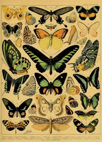 Vintage Butterflys Illustrations - Lernspielzeug Puzzle Für Erwachsene - Gedächtnis- Und Wahrnehmungs Spiele Für Ältere Menschen - Puzzle 1000 Stück Gifts - Kw243Zk von ZYHDK
