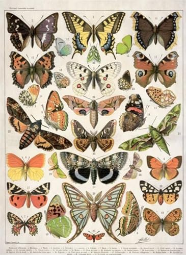 Vintage Butterflys Illustrations - Lernspielzeug Puzzle Für Erwachsene - Gedächtnis- Und Wahrnehmungs Spiele Für Ältere Menschen - Puzzle 1000 Stück Gifts - Kw245Zk von ZYHDK