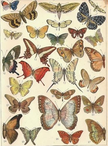 Vintage Butterflys Illustrations - Lernspielzeug Puzzle Für Erwachsene - Gedächtnis- Und Wahrnehmungs Spiele Für Ältere Menschen - Puzzle 1000 Stück Gifts - Kw246Zk von ZYHDK