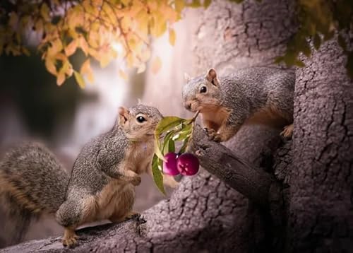 Wand Kunst-Geschenke,Animal Squirrelss Posters - Puzzle-Herausforderungs Spielzeug Für Die Ganze Familie - Memory-Spiel Für Senioren - - Jigsaws 1000 Stück - Kw69Zk Wand Kunst-Geschenke,Animal Squirrelss Posters - Puzzle-Herausforderungs Spielzeug Für Die Ganze Familie - Memory-Spiel Für Senioren - - Jigsaws 1000 Stück - Kw69Zk von ZYHDK