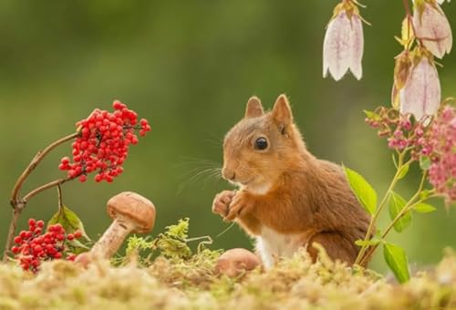 Wand Kunst-Geschenke，Animal Squirrelss Posters - Puzzle-Herausforderungs Spielzeug Für Die Ganze Familie - Memory-Spiel Für Senioren - - Jigsaws 1000 Stück - Kw70Zk von ZYHDK