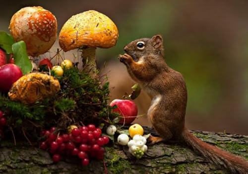 Wand Kunst-Geschenke,Animal Squirrelss Posters - Puzzle-Herausforderungs Spielzeug Für Die Ganze Familie - Memory-Spiel Für Senioren - - Jigsaws 1000 Stück - Kw71Zk Wand Kunst-Geschenke,Animal Squirrelss Posters - Puzzle-Herausforderungs Spielzeug Für Die Ganze Familie - Memory-Spiel Für Senioren - - Jigsaws 1000 Stück - Kw71Zk von ZYHDK