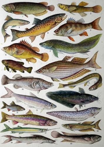 ZYHDK 1000 Stück ,Retro Marine Fish Illustrations ,Wall Art Posters ,Family Fun Difficult Challenge Toys ,Personalisiertes Herausforderungs Spielzeug Für Erwachsene Xd179Yk ZYHDK 1000 Stück ,Retro Marine Fish Illustrations ,Wall Art Posters ,Family Fun Difficult Challenge Toys ,Personalisiertes Herausforderungs Spielzeug Für Erwachsene Xd179Yk von ZYHDK