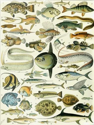 ZYHDK 1000 Stück ,Retro Marine Fish Illustrations ,Wall Art Posters ,Family Fun Difficult Challenge Toys ,Personalisiertes Herausforderungs Spielzeug Für Erwachsene Xd181Yk ZYHDK 1000 Stück ,Retro Marine Fish Illustrations ,Wall Art Posters ,Family Fun Difficult Challenge Toys ,Personalisiertes Herausforderungs Spielzeug Für Erwachsene Xd181Yk von ZYHDK