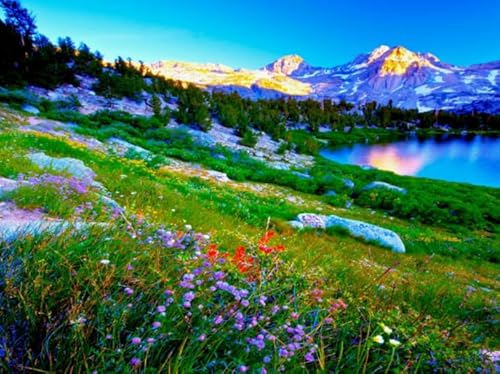ZYHDK 1000 Stück ，Unregelmäßiges Kunst Puzzle ，Flowers Landscapes Posters ，Spiele Zur Stressreduzierung Für Die Ganze Familie,Herausforderungs Spiel Für Erwachsene,Zw240Yt von ZYHDK