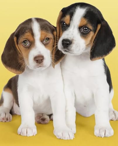 ZYHDK 1000 Stück Puzzles - Beagles Posters - Spielzeug Zur Stressreduzierung Für Die Familie - Lustiges Heraus Forderungs Spiel Für Erwachsenes - Wand Kunst Dekoration - Jz214Ap von ZYHDK